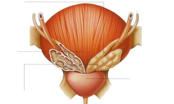 anatomia prostaty